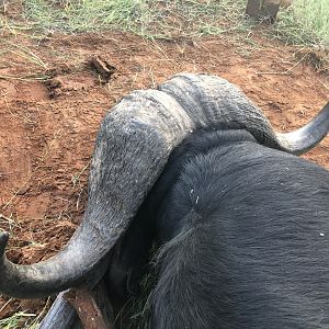 South Africa Hunt 45" Inch Cape Buffalo