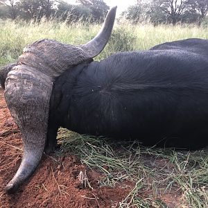 45" Inch Buffalo Hunting South Africa