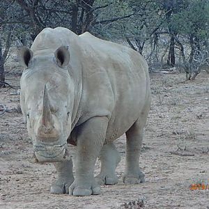 White Rhino Namibia