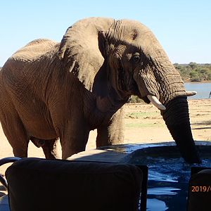 Elephant Namibia