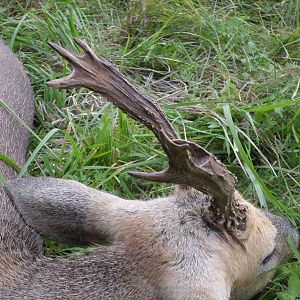 Non Typical Siberian Roe Deer of my Father