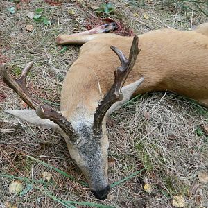 Hunting Siberian Roe Deer in Russia