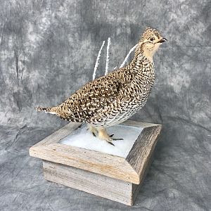 Sharp-tailed Grouse Full Mount Taxidermy