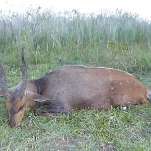 Hunt Limpopo Bushbuck Limpopo Province South Africa