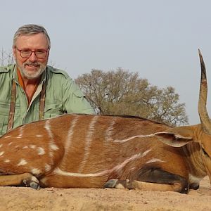 Benin Hunting Harnessed Bushbuck