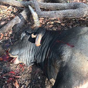 Hunting Scrub Bull in Northern Territory Australia