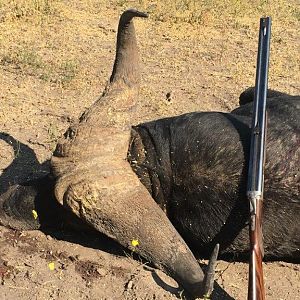 Hunt Cape Buffalo in South Africa