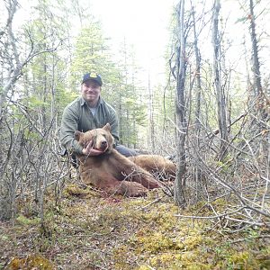 Alaska USA Hunt Grizzly Bear