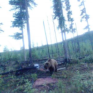 Alaska USA Hunt Bear