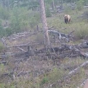 Hunting Bear in Alaska USA