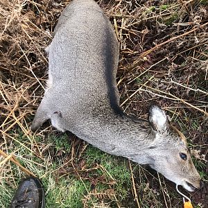 Hunting Sika Deer in Ireland