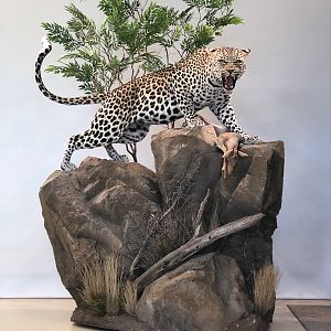 Leopard Full Mount Taxidermy