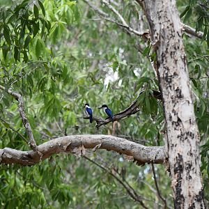 Forest Kingfisher in Australia