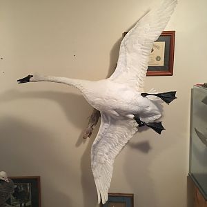 Tundra Swan Full Mount Taxidermy