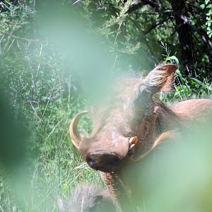 Warthog South Africa