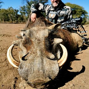 Bow Hunt Warthog in South Africa