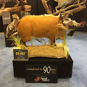 Animal Artistry at Safari Club Convention 2020
