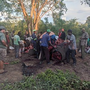 Elephant Hunt Zimbabwe