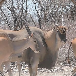 Big Eland Bull Namibia