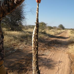 Hunt Puff Adder in South Africa