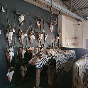 Kings Taxidermy Visit