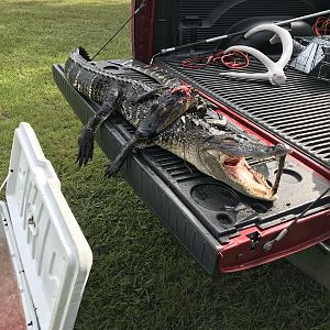Alligator Hunt Florida USA