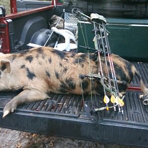 Hog Bow Hunt Florida USA