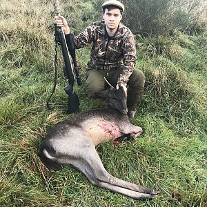 Hunting Sika Deer in Scotland