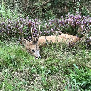 Scotland Hunt Roe Deer