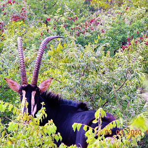 Sable Antelope South Africa