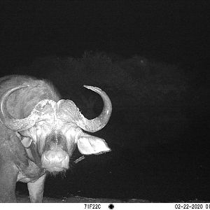 buff bull on trail cam