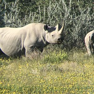 White Rhino & Calf Namibia