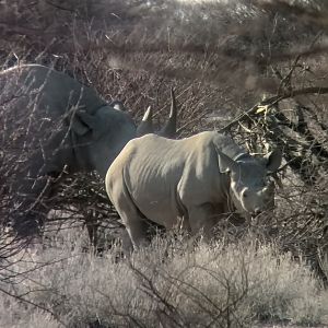 White Rhino & Calf Namibia