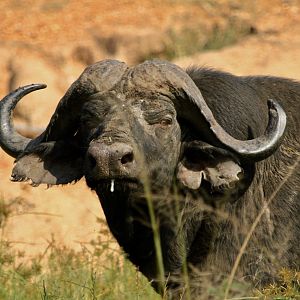 Cape Buffalo on Photo Safari in South Africa