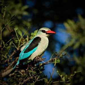 Bee-eater on Photo Safari in South Africa