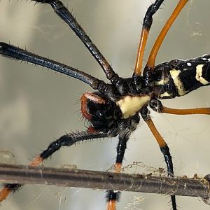 Spider on a web Zimbabwe