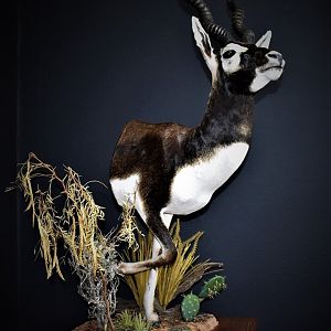 Blackbuck Half Mount Taxidermy