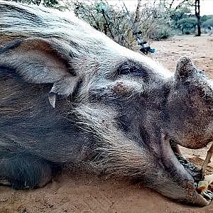Bow Hunting Bushpig in South Africa