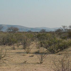 Kudu bulls in the bush