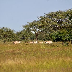 Namibian Gem