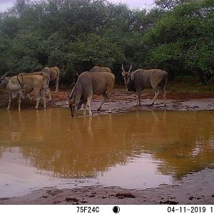 South Africa  Trail Cam Pictures Eland