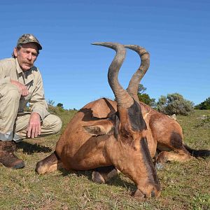 Red Hartebeest Hunting South Africa