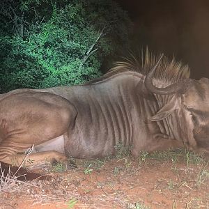 Hunting Blue Wildebeest in South Africa