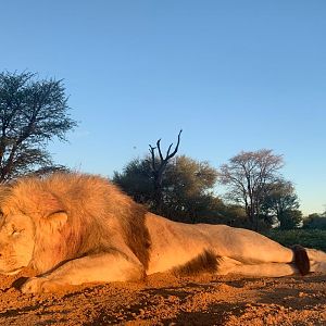 Hunt Lion in South Africa