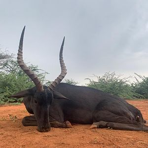 Hunt Black Impala in South Africa