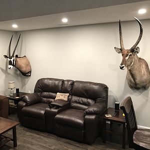 Gemsbok & Waterbuck Shoulder Mount Taxidermy