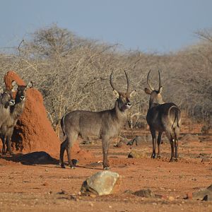 Waterbuck in Namibia