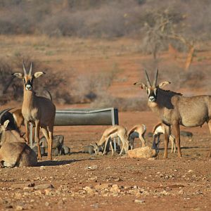 Roan & Springbok in Namibia