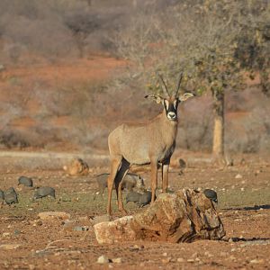 Roan in Namibia