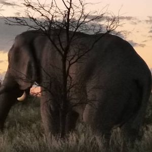 Elephant Botswana